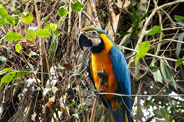 istock Macaw parrot holding branch in tropical jungle habitat 2246004536