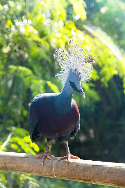 istock Victoria Crowned Pigeon Resting in Tropical Forest 2246005085