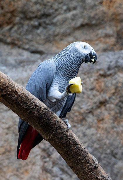 istock Beautiful gray parrot having lunch, bird macro photo 2246005130