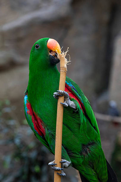 close-up of an Eclectus parrot grasping a bamboo stick with its small, curved paws. Bright green birds with contrasting red and blue feathers on the wings and rich orange wings