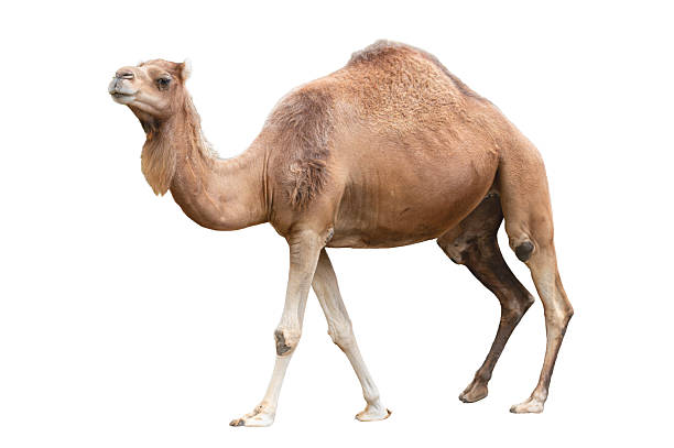 istock Cutout of a dromedary camel on white background. 2246005964