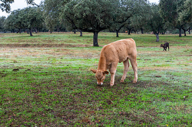 Young Calf Grazing in the Dehesa under a Cold and Cloudy Sky.