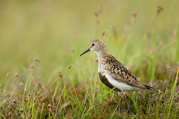 istock Dunlin standing among green and brown grass in a meadow 2246008618