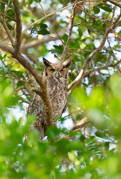istock South American great horned owl perched in tree 2246008651