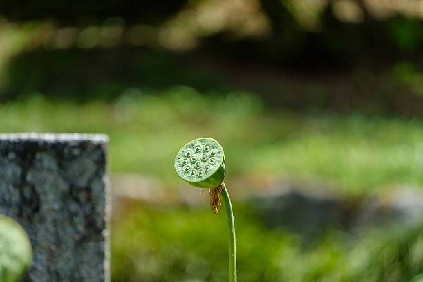 Close-up of a green lotus seed pod (Nelumbo nucifera) with visible seeds, standing in a garden with a blurred green background.