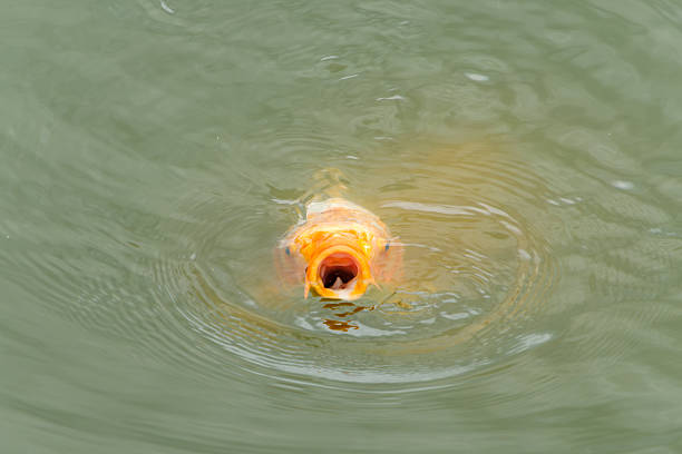 Koi Carp