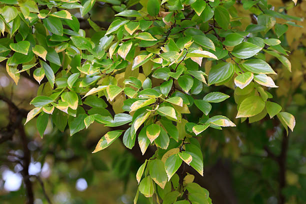 istock Enoki leaves beginning to turn yellow 2246010220