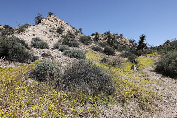 Bright yellow flowers cover the ground in the southern part of Joshua Tree National park.