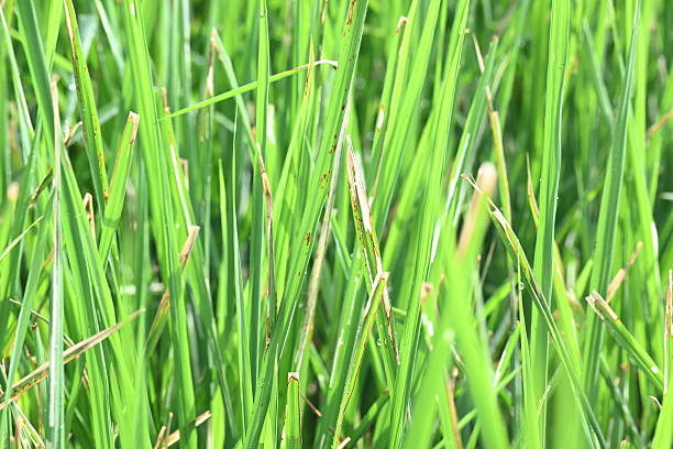istock Bacterial leaf blight disease in rice plant. 2246011302