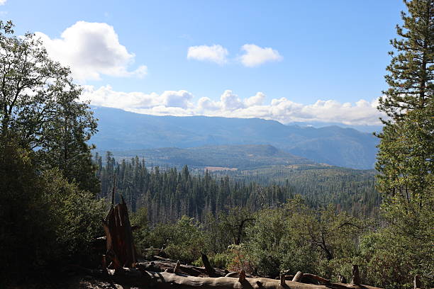 Yosemite National Park mountain landscape with  forest and cloud view looking over the tree tips.