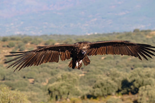 Eurasian black vulture flying