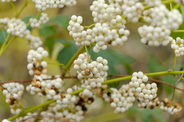 A close-up shot of dense clusters of small white berries on a vine, with some berries turning brown, against a green foliage background.