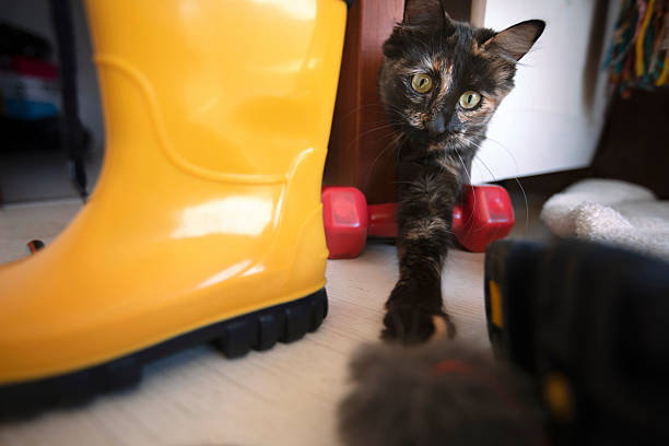 A tortoiseshell cat stretches its paw toward a fuzzy toy on the floor framed by a bright yellow rain boot. Pet behaviour, playful moment.