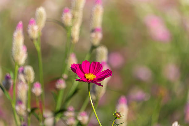Pink cosmos flower