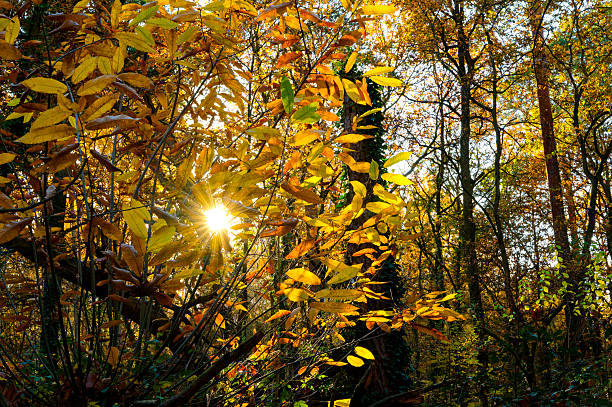 Scene in an autumnal forest with rays of sunlight shining through the branches.