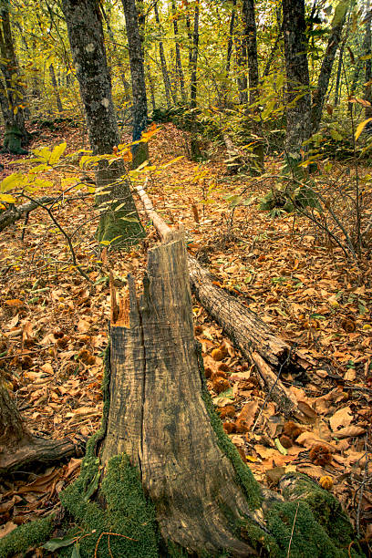 istock Fallen Chestnut Trunk in Autumn Forest 2246015713