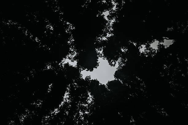 Tall trees create a dark silhouette against a cloudy sky, enhancing the contrast and evoking a serene yet mysterious atmosphere in the natural environment