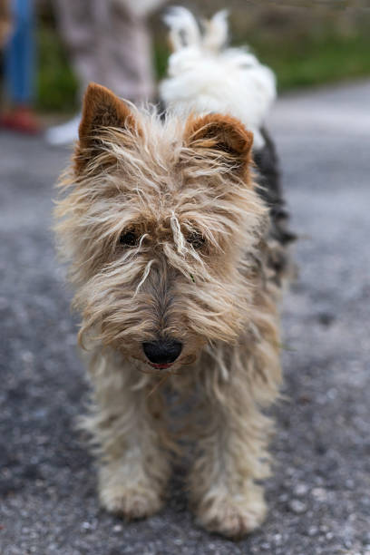 istock Funny smiling fox terrier on the road 2246015806