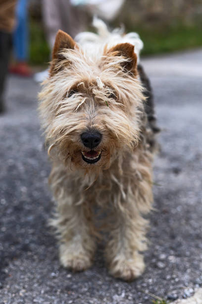 istock Funny smiling fox terrier on the road 2246015812