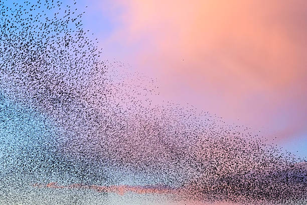 istock Starling murmuration during sunset at the end of the day 2246015962