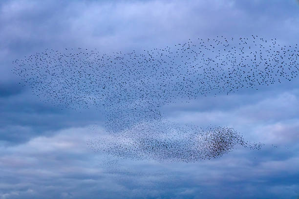 istock Starling murmuration during sunset at the end of the day 2246015965