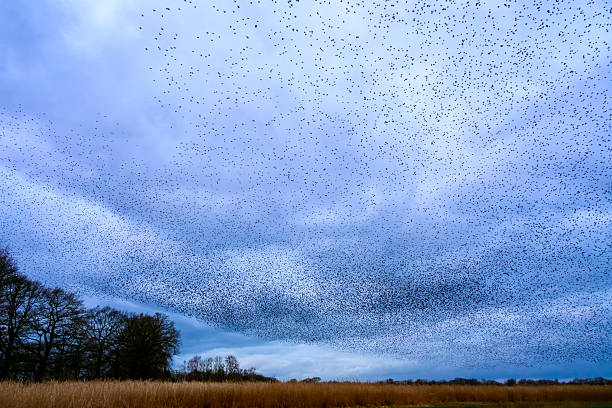 istock Starling murmuration during sunset at the end of the day 2246015987