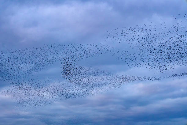 istock Starling murmuration during sunset at the end of the day 2246015990