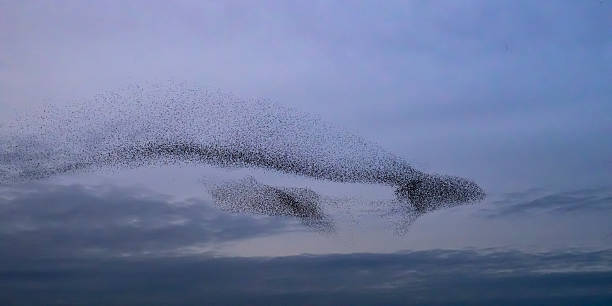 istock Starling murmuration during sunset at the end of the day 2246015999