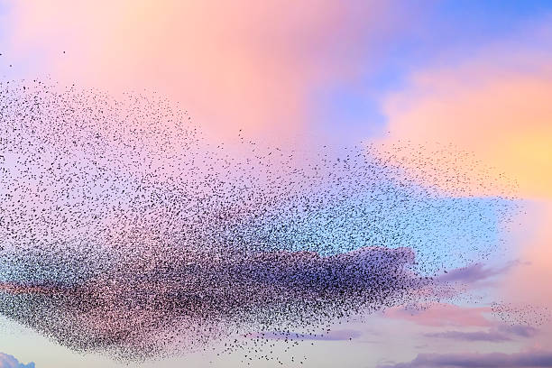 istock Starling murmuration during sunset at the end of the day 2246016014
