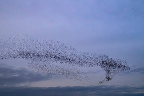 istock Starling murmuration during sunset at the end of the day 2246016023