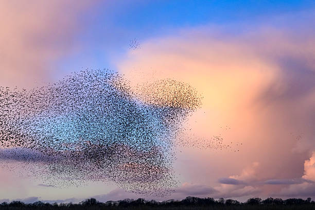 istock Starling murmuration during sunset at the end of the day 2246016056