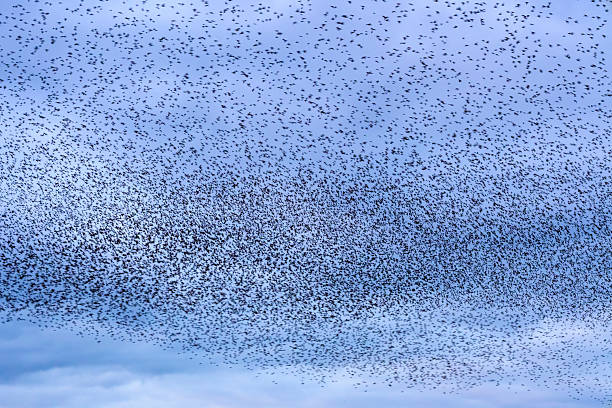 istock Starling murmuration during sunset at the end of the day 2246016093