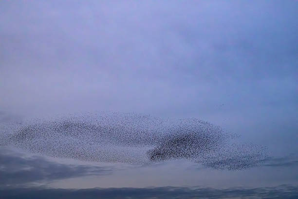 istock Starling murmuration during sunset at the end of the day 2246016126