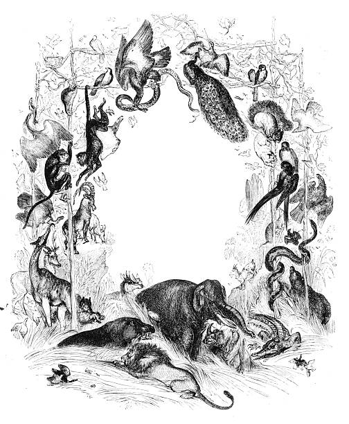 Antique zoology animal illustration: Animals