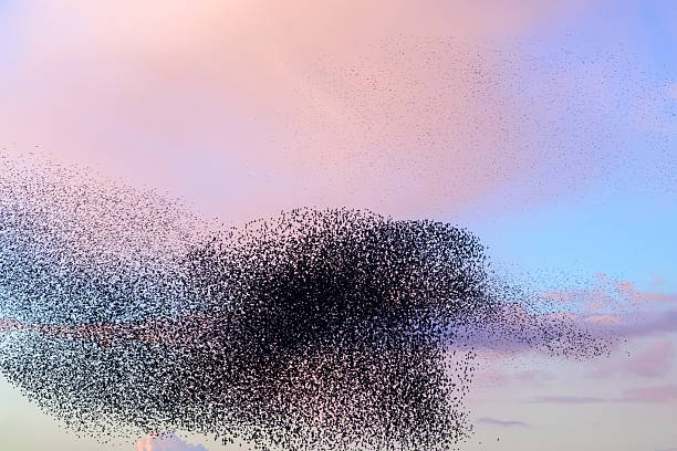 istock Starling murmuration during sunset at the end of the day 2246016180