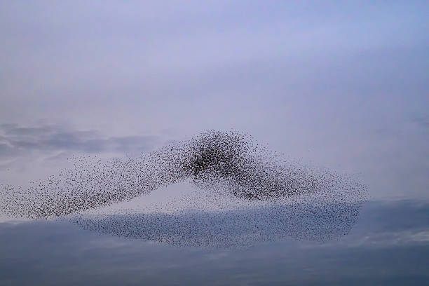 istock Starling murmuration during sunset at the end of the day 2246016190