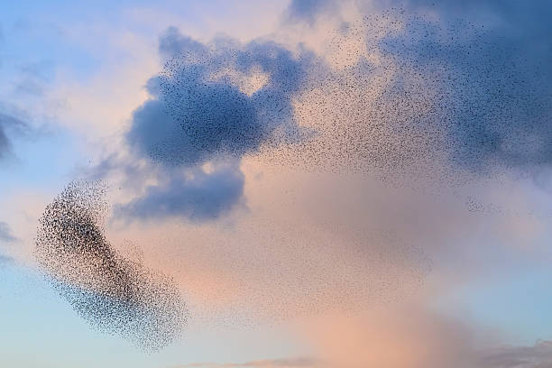 istock Starling murmuration during sunset at the end of the day 2246016199