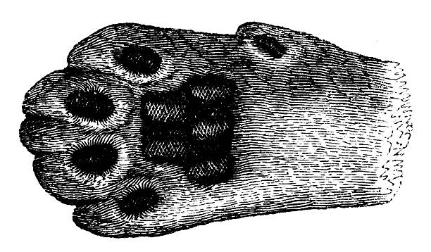 Antique zoology animal illustration: Lion Foot