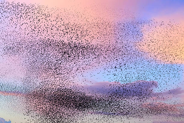 istock Starling murmuration during sunset at the end of the day 2246016257