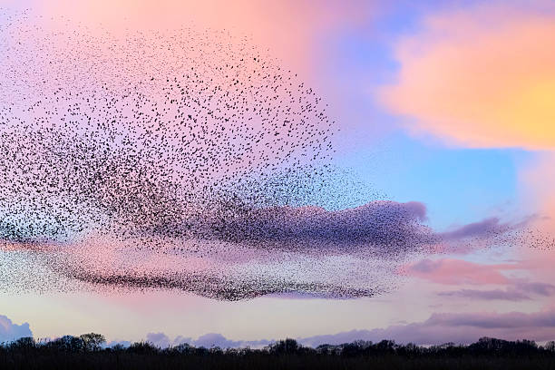 istock Starling murmuration during sunset at the end of the day 2246016271