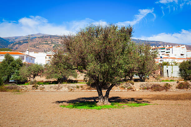 closeup of an olive tree plant - foliage. green background