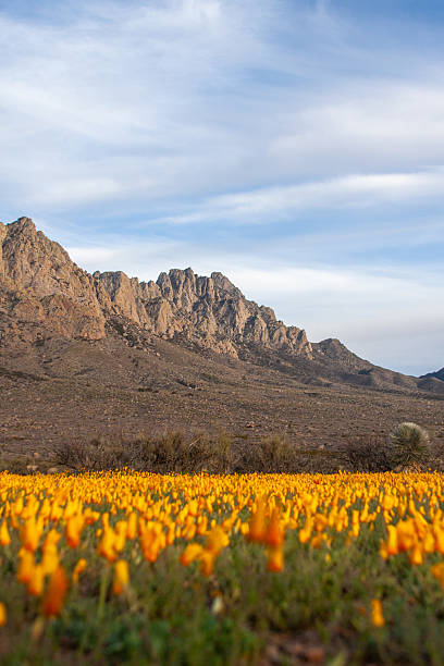 istock Organ Mountains in Las Cruces, NM 2246016952