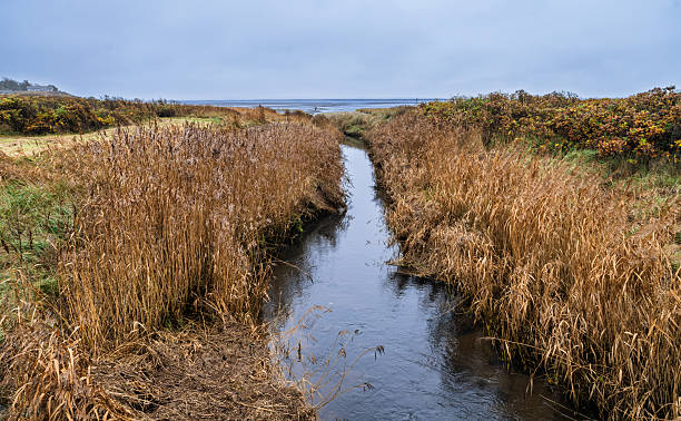 istock Tranquil Coastal Marsh Landscape With Reeds, Mud Flats, and Distant Figure Under Cloudy Sky, Esbjerg, Denmark 2246017808