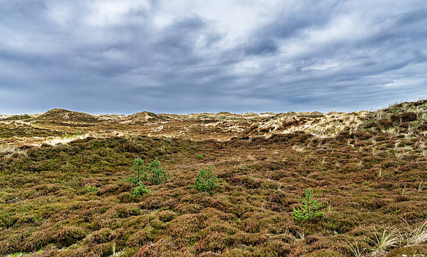 istock Moorland Heath With Shrubs and Dry Bushes Under Grey Cloudy Sky, Denmark 2246017816
