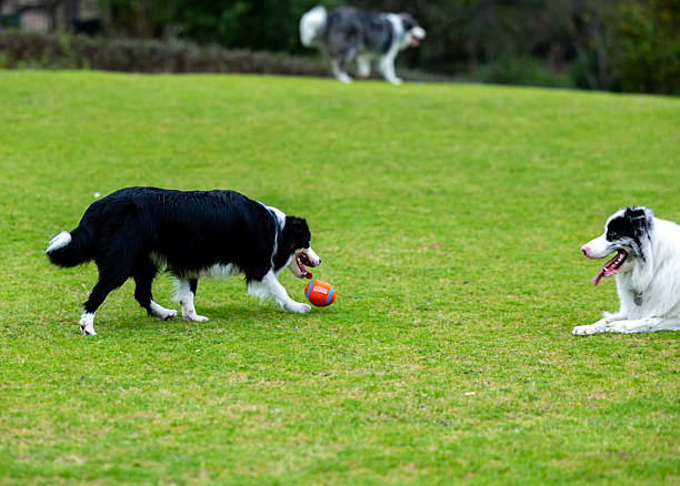 Two border collies are playing happily together on the grass in the pet park.