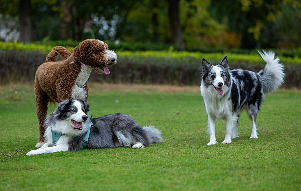 istock Pet dogs in the park 2246018548