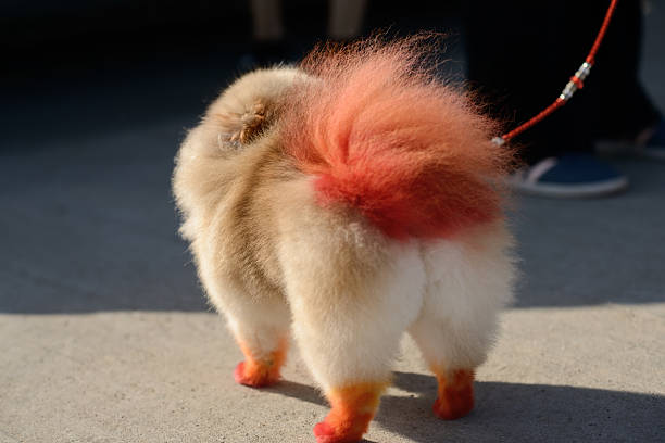 Fluffy Pomeranian with orange-red dyed fur stands on sunlit pavement during casual city walk.