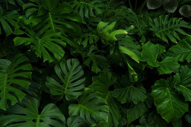 istock Green tropical natural leaves background image 2246019268