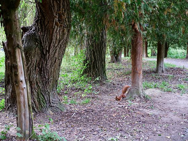 A shy, wild Eurasian red squirrel (Sciurus vulgaris) forages for food near a tree trunk in a lush, green urban park or dense forest in soft natural light