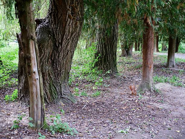 istock Wild Eurasian Squirrel Foraging in Green Park 2246022413
